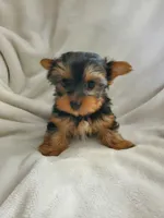 Lola, a male Yorkshire Terrier for sale in Marion, WI – 4 of 7