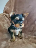 Leo, a male Yorkshire Terrier for sale in Marion, WI – 1 of 9