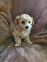 Sully, a male Maltipoo for sale in Marion, WI – 8 of 8