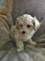 Sully, a male Maltipoo for sale in Marion, WI – 6 of 8