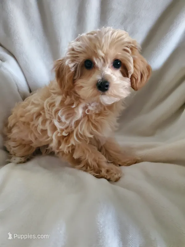 Sully – Maltipoo puppy for sale in Marion, WI