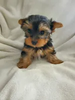 Lola, a male Yorkshire Terrier for sale in Marion, WI – 1 of 7