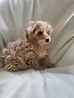 Simon, a male Maltipoo for sale in Marion, WI – 5 of 5