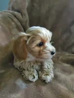 Simon, a male Maltipoo for sale in Marion, WI – 3 of 5