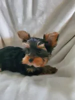 Leo, a male Yorkshire Terrier for sale in Marion, WI – 3 of 7