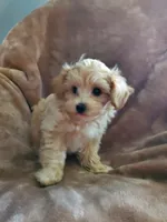 Sully, a male Maltipoo for sale in Marion, WI – 2 of 8