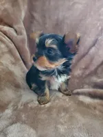 Leo, a male Yorkshire Terrier for sale in Marion, WI – 9 of 9