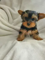 Lola, a male Yorkshire Terrier for sale in Marion, WI – 6 of 7
