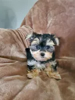 Milo, a male Morkie for sale in Marion, WI – 7 of 7