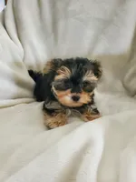 Milo, a male Morkie for sale in Marion, WI – 3 of 7
