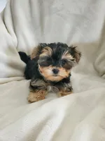 Milo, a male Morkie for sale in Marion, WI – 4 of 7