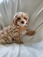 Simon, a male Maltipoo for sale in Marion, WI – 2 of 5