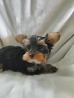 Leo, a male Yorkshire Terrier for sale in Marion, WI – 4 of 7