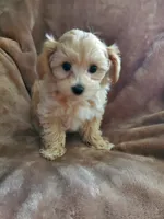 Sully, a male Maltipoo for sale in Marion, WI – 3 of 8