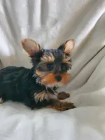 Leo, a male Yorkshire Terrier for sale in Marion, WI – 7 of 7