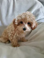 Sully, a male Maltipoo for sale in Marion, WI – 4 of 4