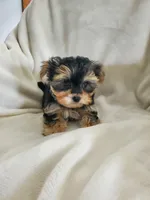 Milo, a male Morkie for sale in Marion, WI – 2 of 7