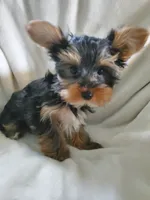 Leo, a male Yorkshire Terrier for sale in Marion, WI – 5 of 7