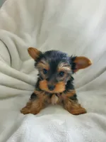 Lola, a male Yorkshire Terrier for sale in Marion, WI – 3 of 7