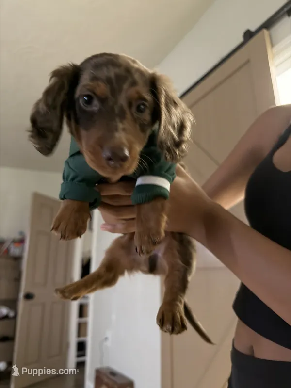 Diesel  – Miniature Dachshund puppy for sale in Greeley, CO