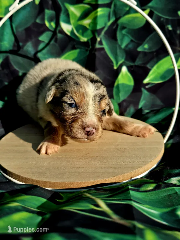 Puppy 2 – Australian Shepherd puppy for sale in Syracuse, NY