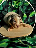 Puppy 2, a male Australian Shepherd for sale in Syracuse, NY – 1 of 1