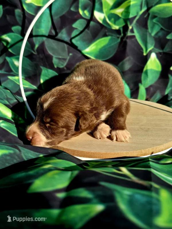 Puppy 1 – Australian Shepherd puppy for sale in Syracuse, NY