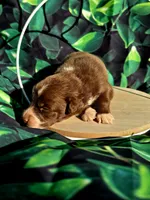 Puppy 1, a male Australian Shepherd for sale in Syracuse, NY – 1 of 1