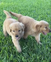 River, a female Golden Retriever for sale in Princeton, NC – 3 of 3