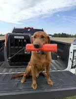 Red boy, a male Labrador Retriever for sale in Princeton, NC – 2 of 4