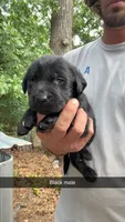 Rosco, a male Labrador Retriever for sale in Princeton, NC – 8 of 9