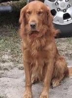 Red, a male Golden Retriever for sale in Princeton, NC – Photo 2 of 3