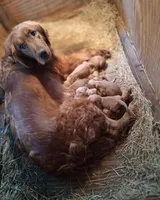 Red, a male Golden Retriever for sale in Princeton, NC – Photo 3 of 3