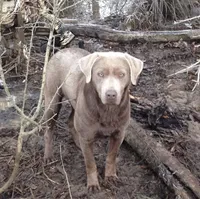 Silver, a male Labrador Retriever for sale in Princeton, NC – 10 of 10