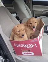 River, a female Golden Retriever for sale in Princeton, NC – 2 of 3