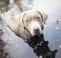 Silver, a male Labrador Retriever for sale in Princeton, NC – 8 of 10