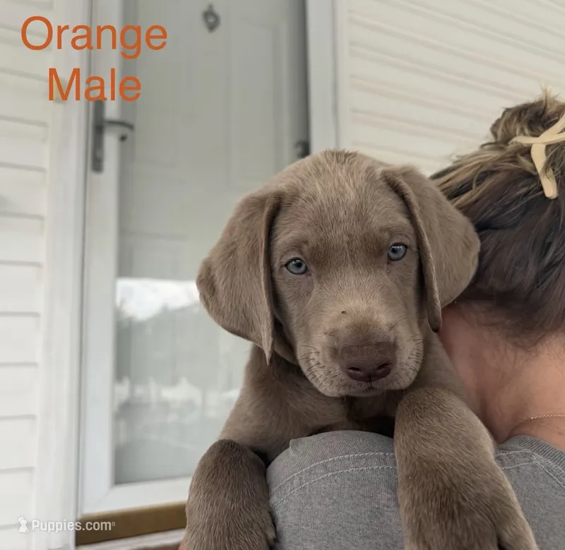 Silver – Labrador Retriever puppy for sale in Princeton, NC