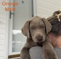 Silver, a male Labrador Retriever for sale in Princeton, NC – 1 of 10