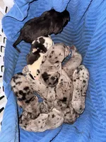 Lina, a female Great Dane for sale in Princeton, NC – Photo 1 of 3