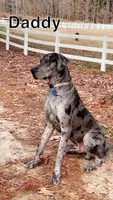 Lina, a female Great Dane for sale in Princeton, NC – Photo 3 of 3