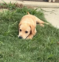 Red boy, a male Labrador Retriever for sale in Princeton, NC – 1 of 4