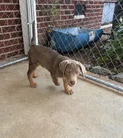 Mismarked silver, a male Labrador Retriever for sale in Princeton, NC – 7 of 7