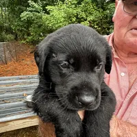 Rosco, a male Labrador Retriever for sale in Princeton, NC – Photo 1 of 5
