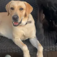 Rosco, a male Labrador Retriever for sale in Princeton, NC – Photo 3 of 5