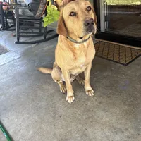 Rosco, a male Labrador Retriever for sale in Princeton, NC – Photo 5 of 5