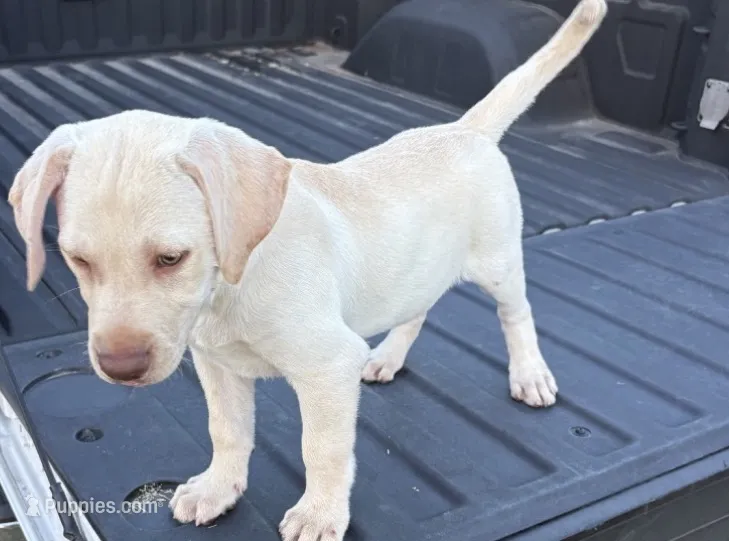 Cane – Labrador Retriever puppy for sale in Princeton, NC
