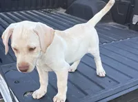 Cane, a male Labrador Retriever for sale in Princeton, NC – 1 of 6