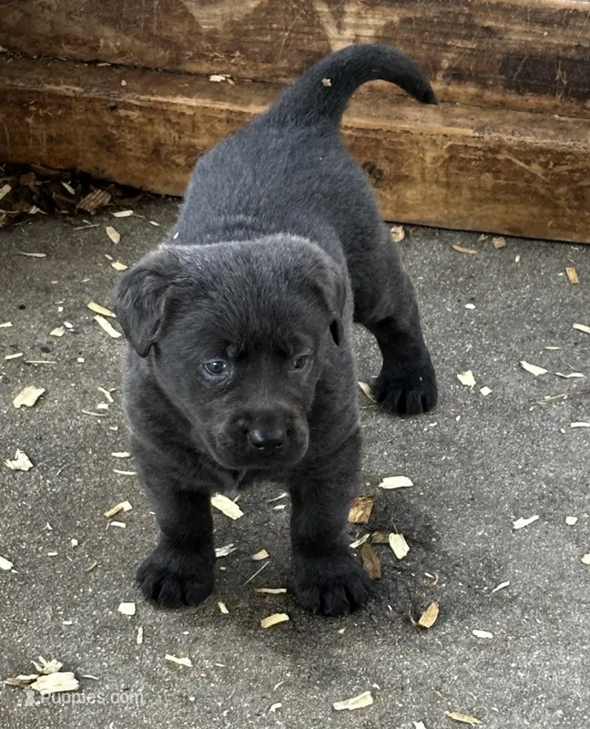 Jack – Labrador Retriever puppy for sale in Princeton, NC
