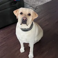 Cane, a male Labrador Retriever for sale in Princeton, NC – Photo 7 of 7
