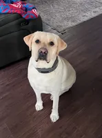 Cane, a male Labrador Retriever for sale in Princeton, NC – Photo 7 of 7